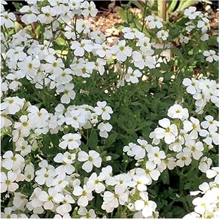 White Aubrieta Cultorum Heirloom Non-GMO Seeds for Planting [neera-v5-01a10d0c73d21aa5bfb5]