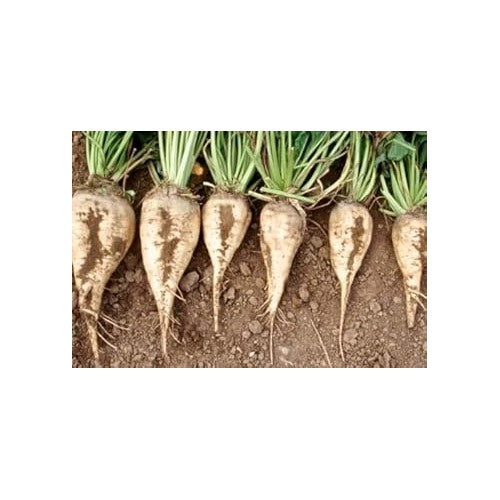 White Sugar Beet Seeds for Planting [neera-v5-01ab9f815968776a1606]