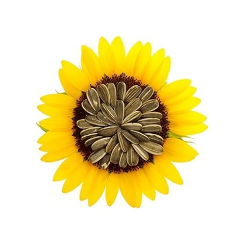 Yellow Giant Sunflower Seeds for Planting [neera-v5-01c26034f79cb296db82]