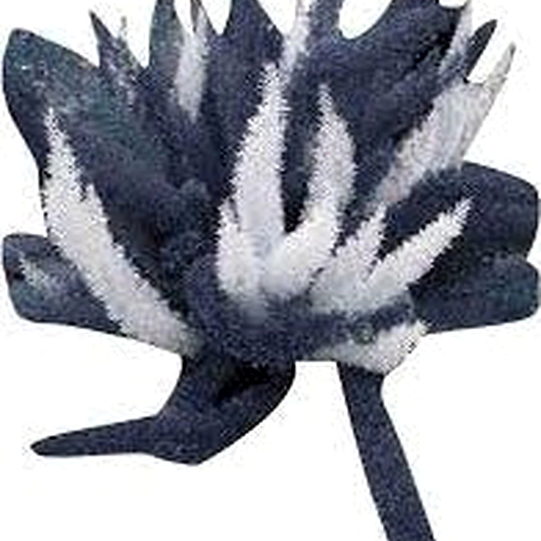 Futaba Perennial Foxtail Fern Seeds [neera-v5-01cf018bd2276a5b66f7]