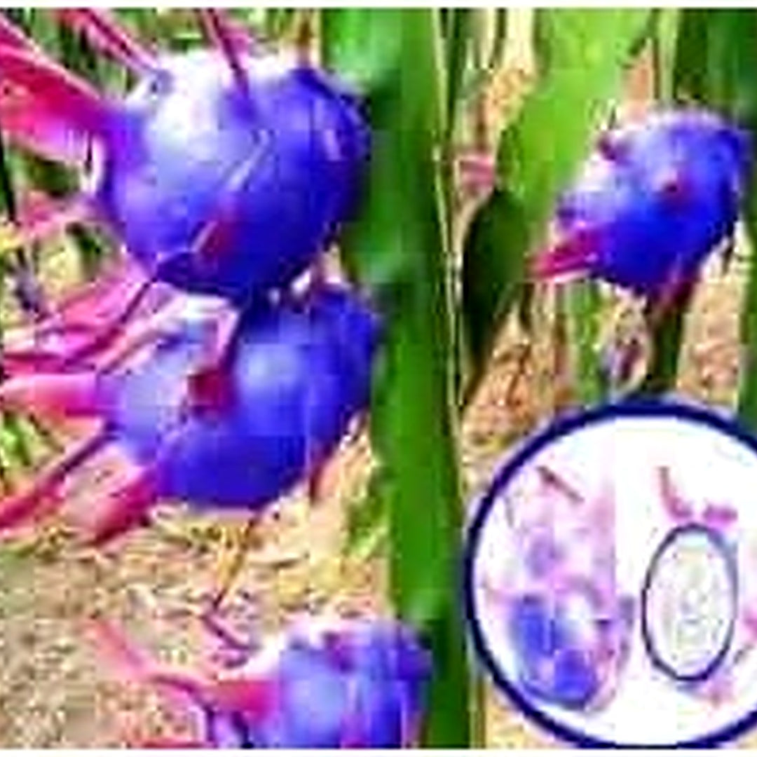 Blue Pitaya Fruit Seeds for Planting [neera-v5-01d3fe9f2fb063dbe696]