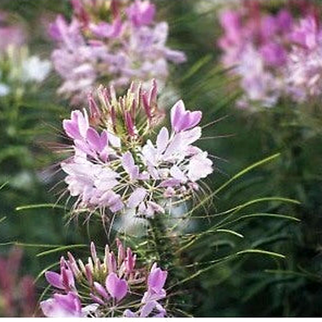 Pink White Cleome Spider Plant Flower Planting Annual Blossoms Usa Free S H Heirloom Non Gmo [neera-v5-01df9836abd0899d42d5]