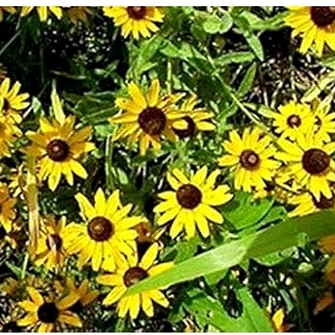 Yellow Rudbeckia Flower For Planting Flower Seeds for Home Garden Planting, Vibrant Organic [neera-v5-01e3bd22bc9e4a4aa531]