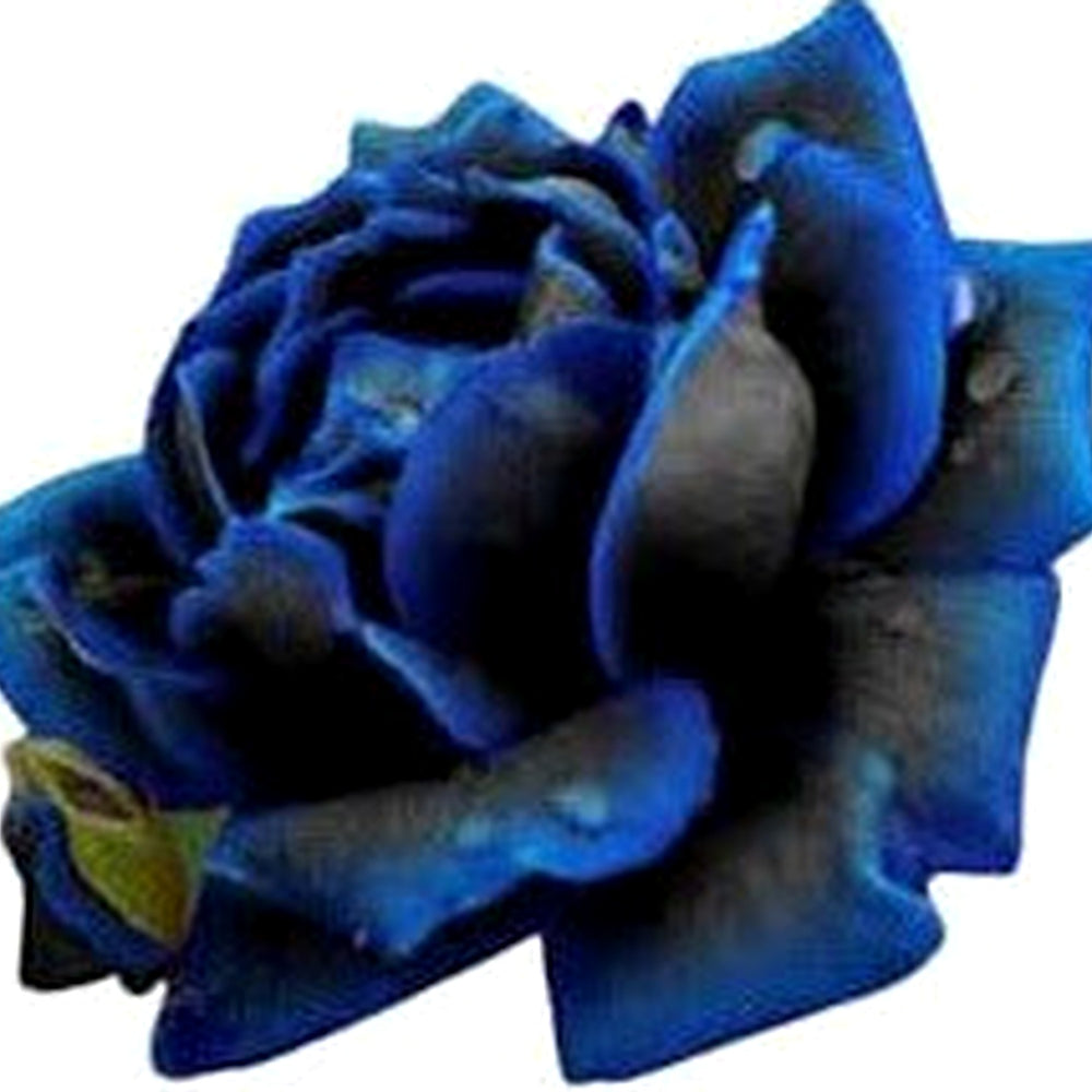 Purple Black Supreme Rose Plant Seeds for Planting Non-GMO Heirloom Garden Seeds for Growing [neera-v5-01f4dfc21aea3d0f23f7]