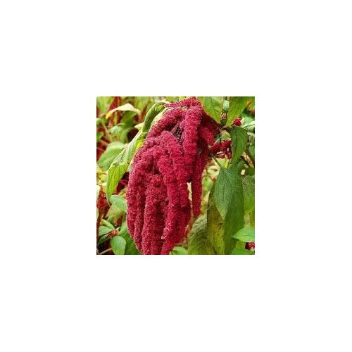 Amaranthus Caudatus Love Lies Bleeding Amaranthus Caudatus Flower For Ornamental Backyard Planting [neera-v5-01f764836a66c1b9bdf4]