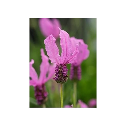Heirloom Non-GMO Provence Lavender Flower Seeds for Planting [neera-v5-01f7b5d8843115c3db1f]