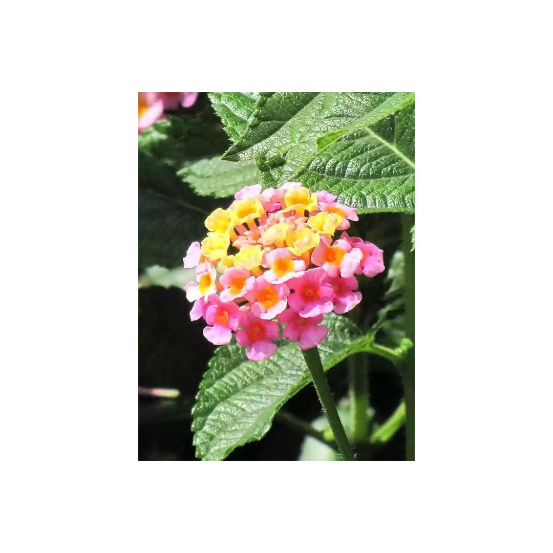 Heirloom Non Gmo Lantana Camara Flower For Planting Colorful Drought Tolerant Garden Blooms Flower [neera-v5-02068ed1dfd501ded31f]