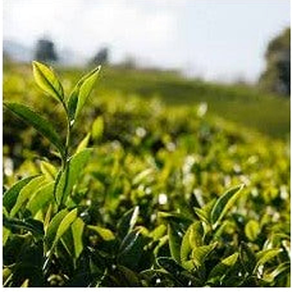 Camellia Sinensis Plant Seeds for Planting [neera-v5-0209ddce235a25effa39]