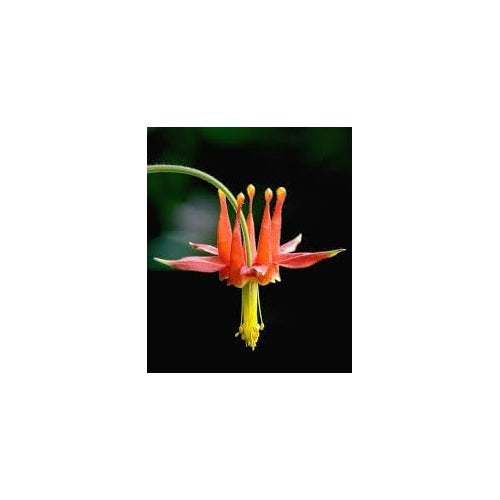 Columbine Viridiflora Flower Heirloom Non Gmo For Unique And Shade Garden Planting Flower Seeds for [neera-v5-020ecbc193ffe3a218a5]