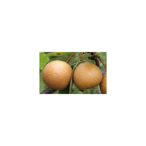 Wild Pear (Pyrus Communis) Bonsai Seeds for Planting [neera-v5-0213ca4830a251a74b5c]
