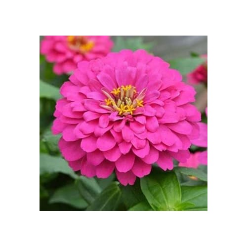 Pink Zinnia Flower Seeds for Planting [neera-v5-021d1b3bec68228907f7]