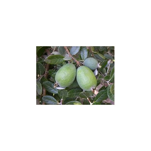 Pineapple Guava (Feijoa) Fruit Seeds for Planting [neera-v5-022333ee1d69966941d4]