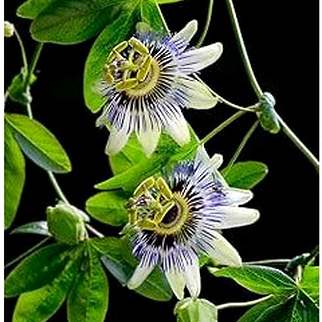 Passiflora Flower Seeds for Planting [neera-v5-02270ce4b3da8f63a443]