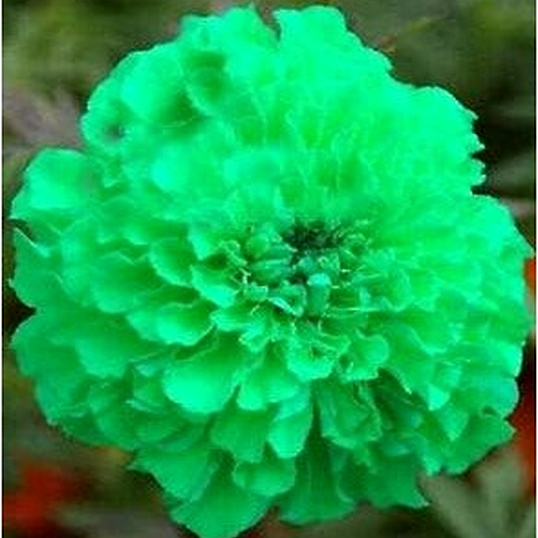 Green Maidenhair Seeds for Planting [neera-v5-02313ac0dcc017dba1b8]