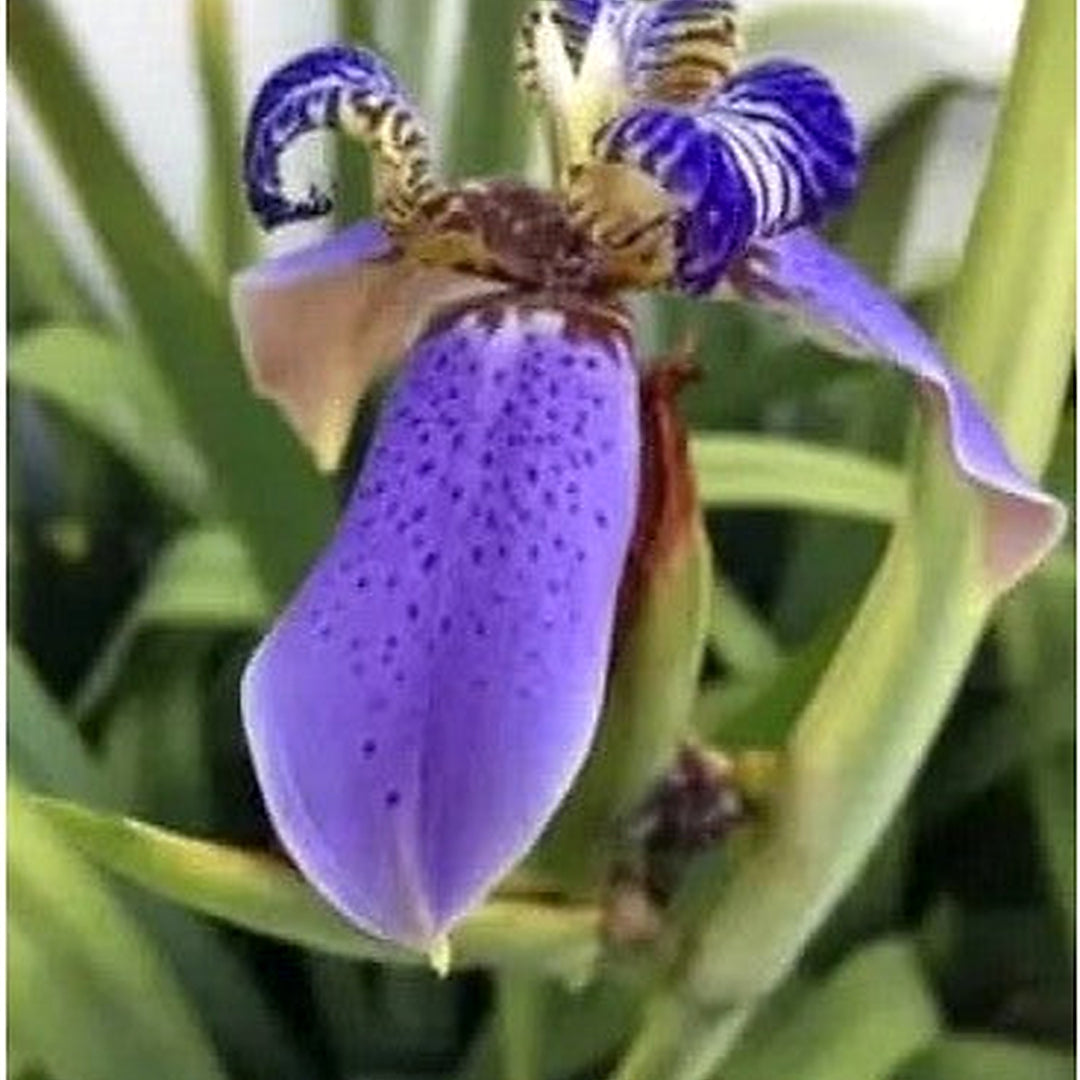 Iris Blume Rare Easy Grow Plant Flower Seeds for Home Garden Planting, Lush Organic Blooming [neera-v5-0231c237f58d1dba19bf]