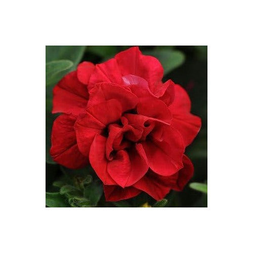 Red Double Wave Petunia Flower Seeds Home Garden Planting, Decorative Organic Blooming [neera-v5-0235ade3e174407497ab]