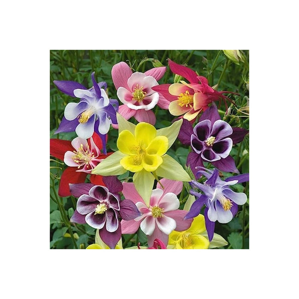 Louisiana Columbine Aquilegia Louisiana Flower For Planting In Home Gardens Flower Seeds for Home [neera-v5-023914a6b5baae1a3915]