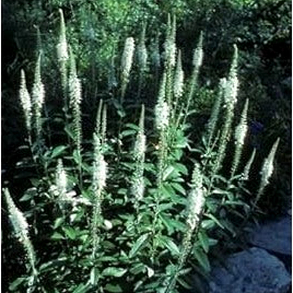 White Culver's Root Plant Seeds for Planting | Heirloom, Non-GMO, High Germination Organic Garden Seeds [neera-v5-0245b426dc96b96b5aff]