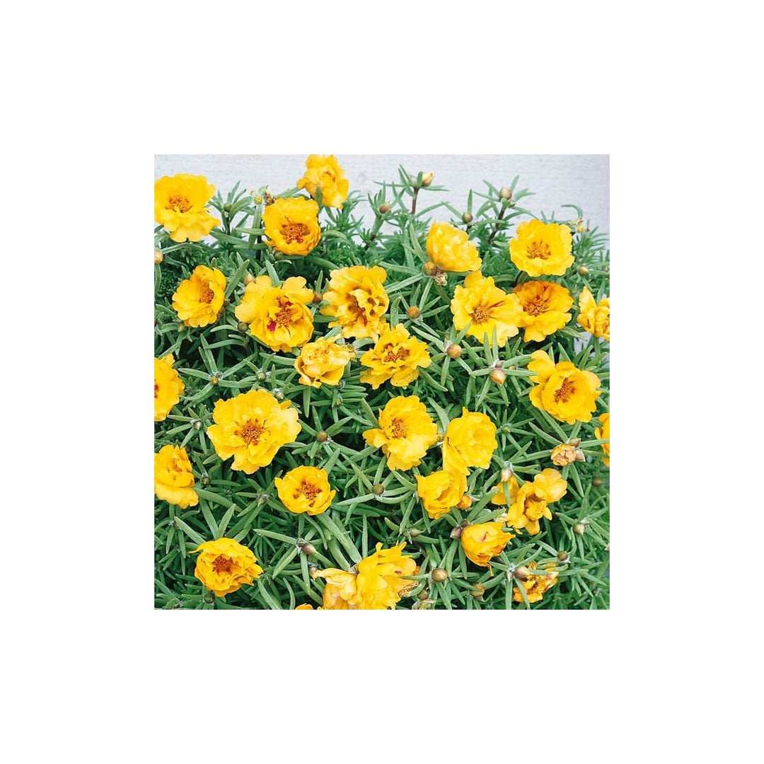 Yellow Moss Rose Portulaca Flower Flower Seeds for Home Garden Planting, Lush Organic Blooming [neera-v5-02521c3060847ac31365]