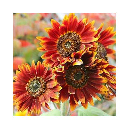 Orange Red Sunflower Seeds [neera-v5-0256eb047c9db31a924c]
