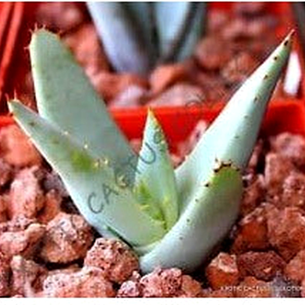 Green Claviflora Jackal’s Plant Seeds for Planting | Heirloom, Non-GMO, High Germination Organic Garden Seeds [neera-v5-0259c3f77ce47225a30b]