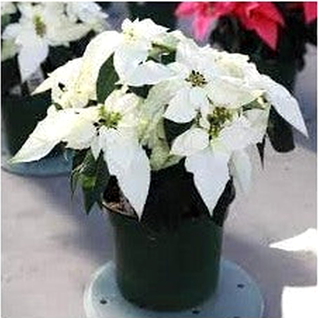 Heirloom Euphorbia Pulcherrima Flower Seeds for Garden Planting, Non-GMO, Festive Poinsettia Blooms [neera-v5-025f9b89926ef83a9b09]