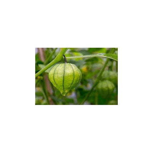 Cream Tomatillo Fruit Seeds for Planting | Heirloom Non-GMO Organic Seeds for Tangy Salsa Fruits [neera-v5-02672b0f27f9db591573]