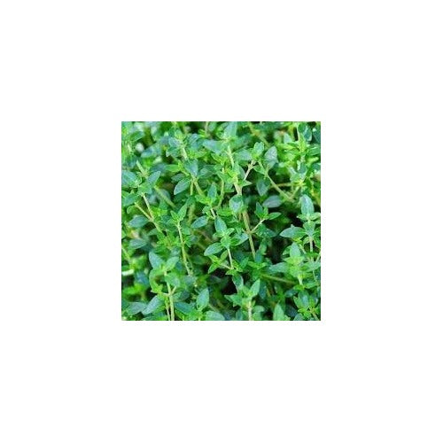 Common Thyme Herb Seeds for Planting [neera-v5-026bc61f90a11a7ab3d0]