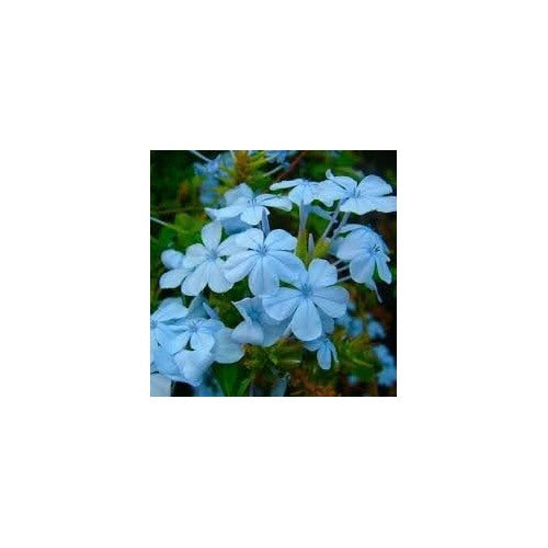 Plumbago Flower Seeds for Garden [neera-v5-02761d5dbafcbe8d0645]