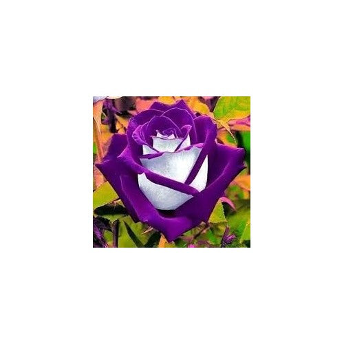Violet White Rose Flower Seeds for Planting [neera-v5-0277b2f82b2ab646f9e1]