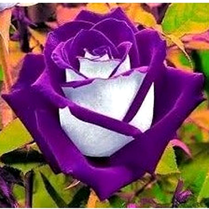 Violet White Rose Flower Seeds for Planting [neera-v5-0277b2f82b2ab646f9e1]