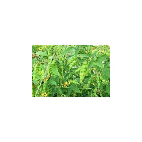 Pigeon Pea Vegetable Seeds for Planting [neera-v5-0281e2c3784f6e59b5a1]