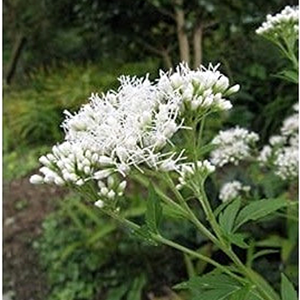 White Boneset (Thoroughwort) Flower Seeds [neera-v5-028c65fe94be5a462586]