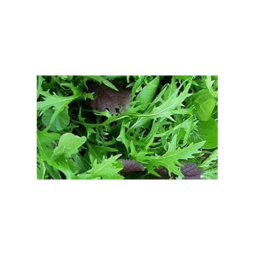 Mizuna Japanese Mustard Greens Seeds [neera-v5-029a33463ba23f2bcc39]