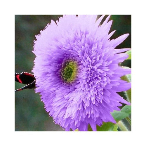 Purple Rare Teddy Bear Sunflower Planting Non Gmo Heirloom Flower Seeds Home Garden [neera-v5-029f6c502c30cf693e7b]