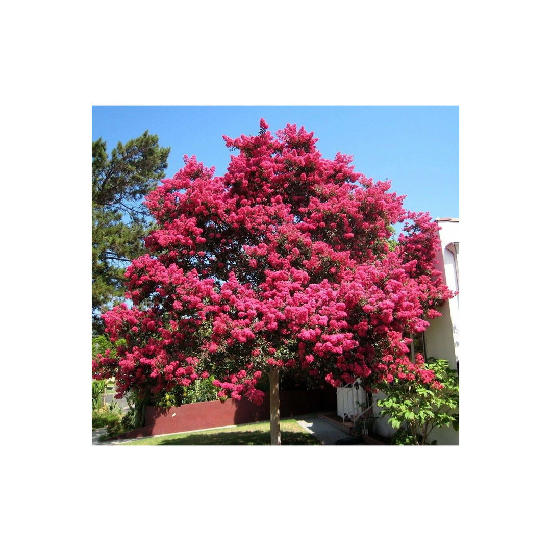 Crape Myrtle Lagerstroemia Indica Flower For Planting In Home Garden Lscapes Outdoor Pots [neera-v5-02a2afa7cf1e7fbcec3d]