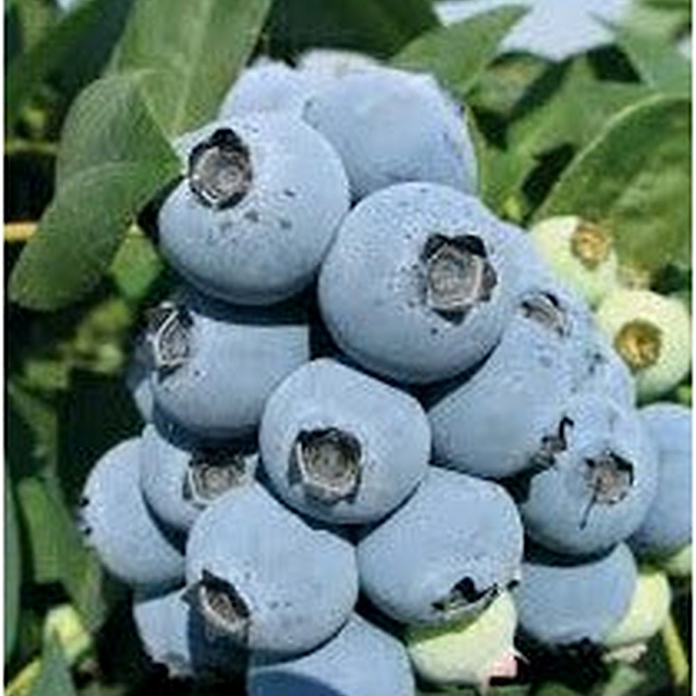 Jewel Blueberries Fruit Seeds for Planting [neera-v5-02af8a4f89a24d0cdeb0]