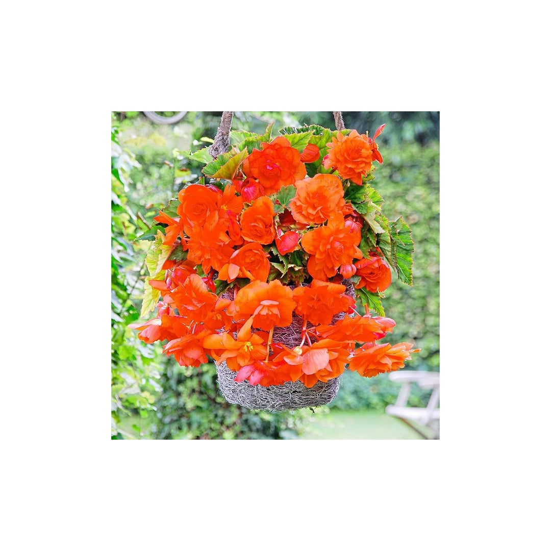 Orange Gloxinia Flower For Planting Heirloom Non Gmo Organic Flower Seeds for Home Garden Planting, [neera-v5-02c2c89987abce795b1e]