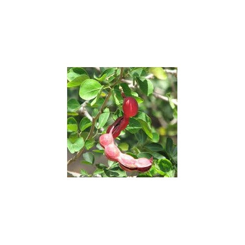 Red Guamuchil Fruit Seeds for Planting [neera-v5-02c7a74e5e6f703a394f]