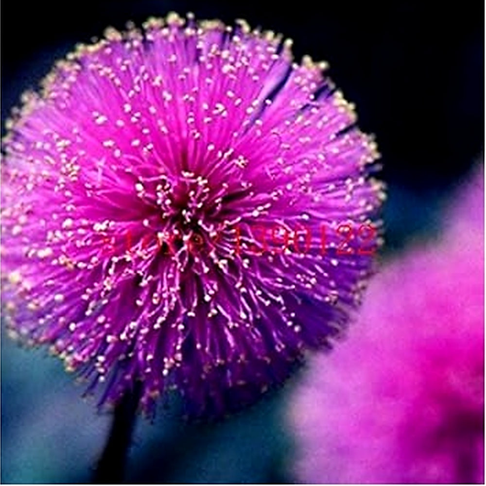 Purple Mimosa Flower Seeds for Planting [neera-v5-02db4cfe515d50fc7f7b]