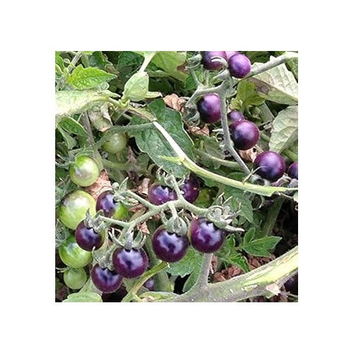 Deep Violet Tomato Seeds for Planting [neera-v5-02e867b85a15a038336a]