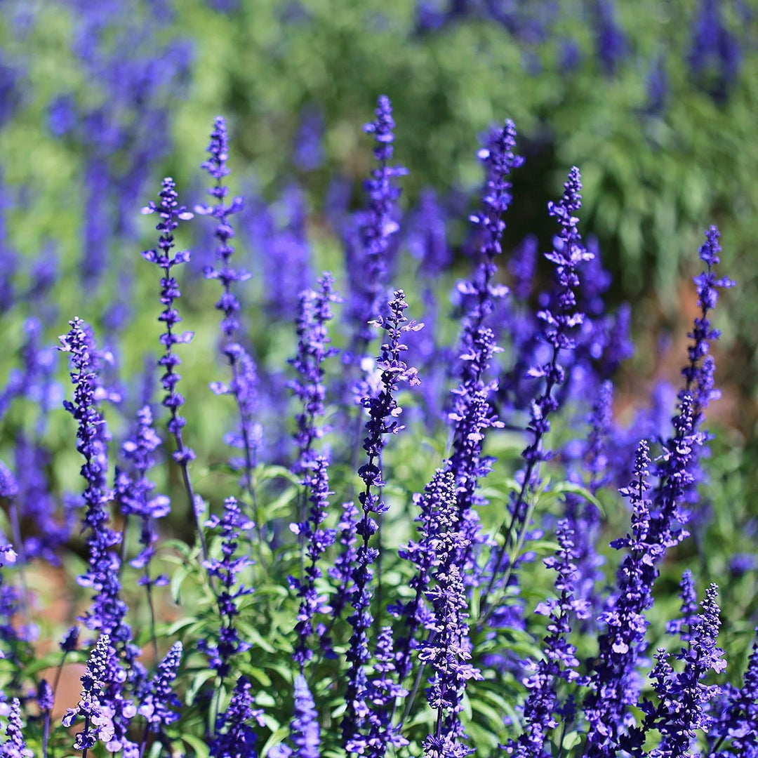 Blue Sage Flower Heirloom Non Gmo Herb Blooms Vibrant Garden Planting Flower Seeds Home [neera-v5-02f7773d7a76ff278d74]