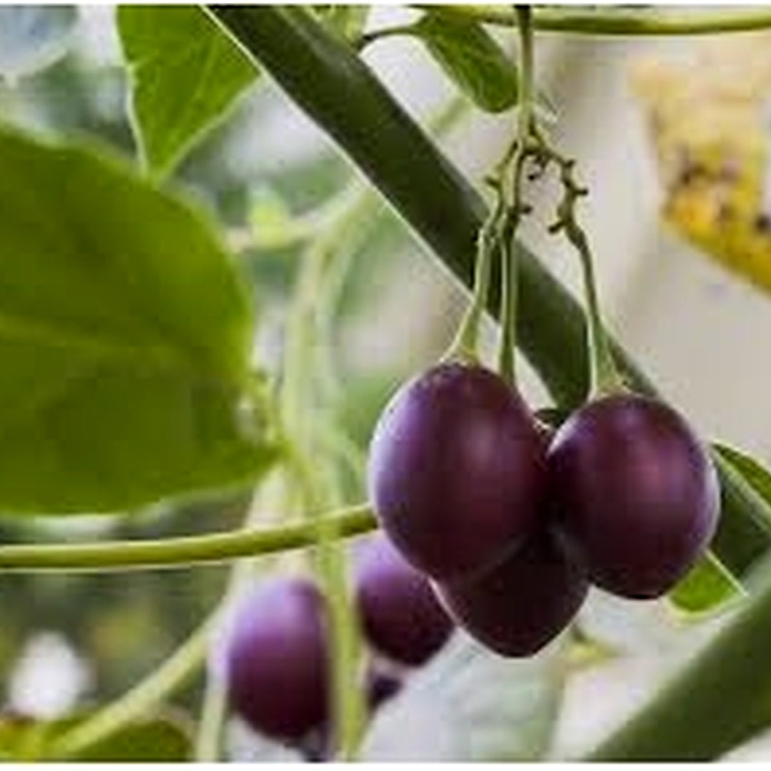 Ecuadorian Purple Tamarillo Plant Seeds for Cultivation [neera-v5-02f7b6b9207353b9cce8]