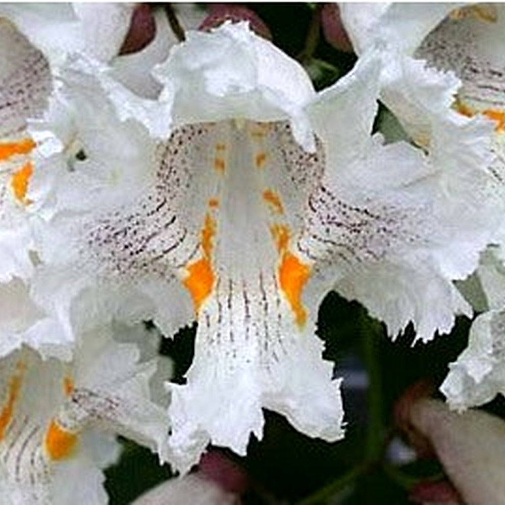 Catalpa Speciosa Seeds [neera-v5-02fe0c0fd737e661ebf2]