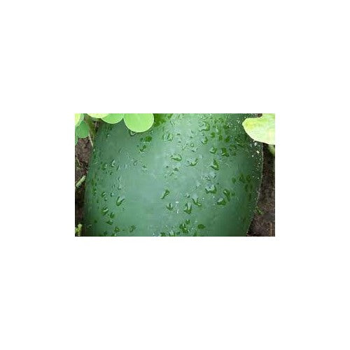 Mountain Hoosier Watermelon Fruit Seeds for Planting [neera-v5-0309c76c44c830b593f9]