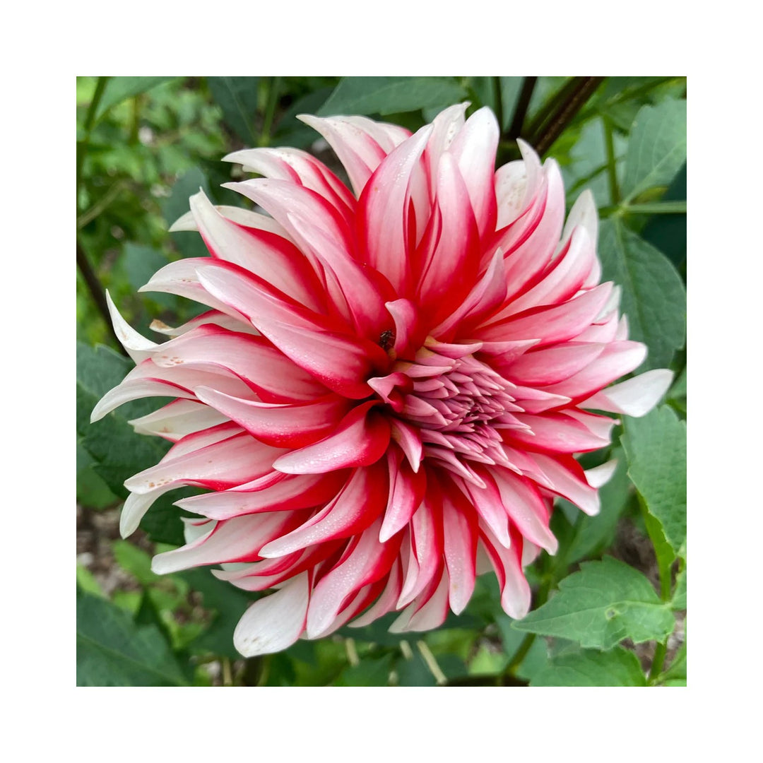 Red White Heirloom Non Gmo Dahlia Santa Claus Flower Garden Planting Festive Blooms Flower [neera-v5-030cad6993c08099ef12]
