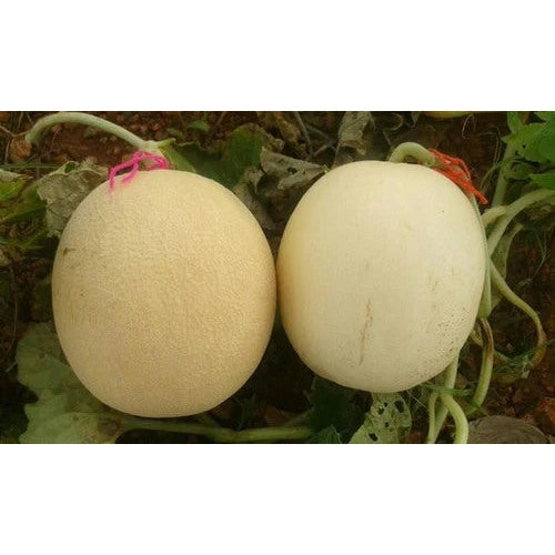 Ice-Cream Cantaloupe Fruit Seeds [neera-v5-030cc59782077e77fc4f]