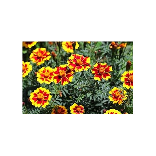 Heirloom Non-GMO Marigold Marietta Flower Seeds for Garden Planting [neera-v5-03124be9a009592b6a7f]