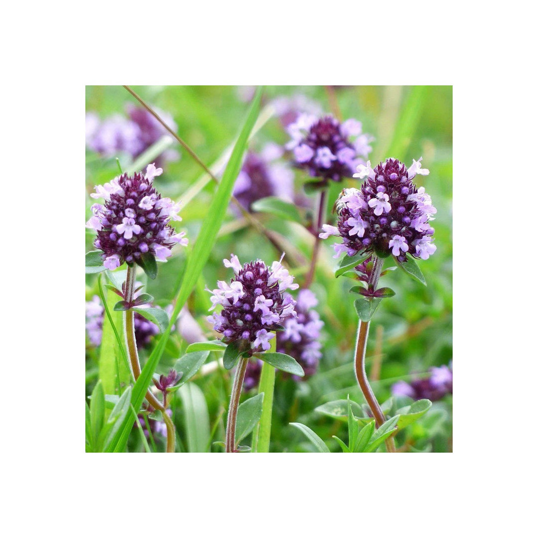 Violet Serpyllum Planting Organic Heirloom Non Gmo Creeping Thyme Flower Seeds Home Garden [neera-v5-031e71809ea68fd6bcba]