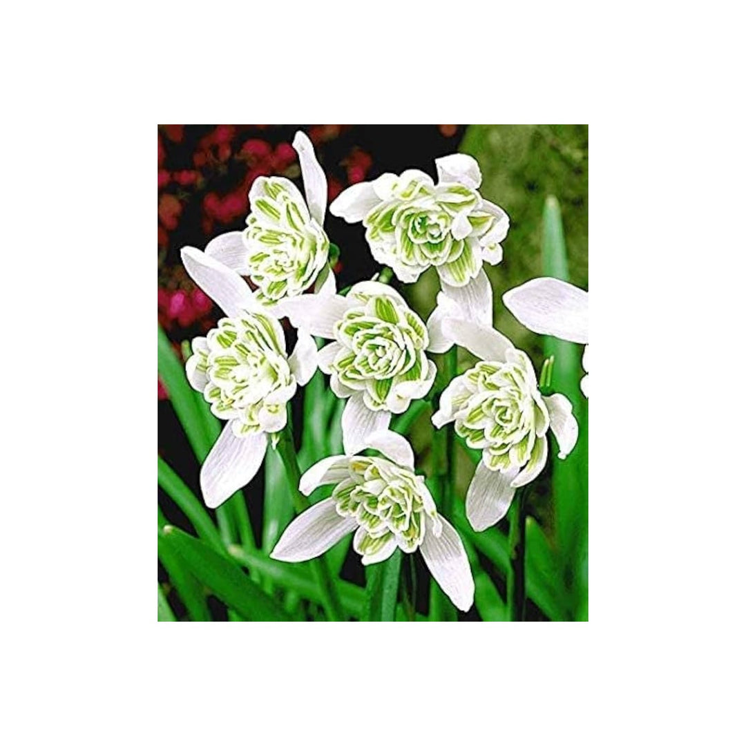 Rare Scented Snowdrops Galanthus Nivalis Flore Pleno Flower For Planting Flower Seeds for Home [neera-v5-0322f60463e0b5b1a630]
